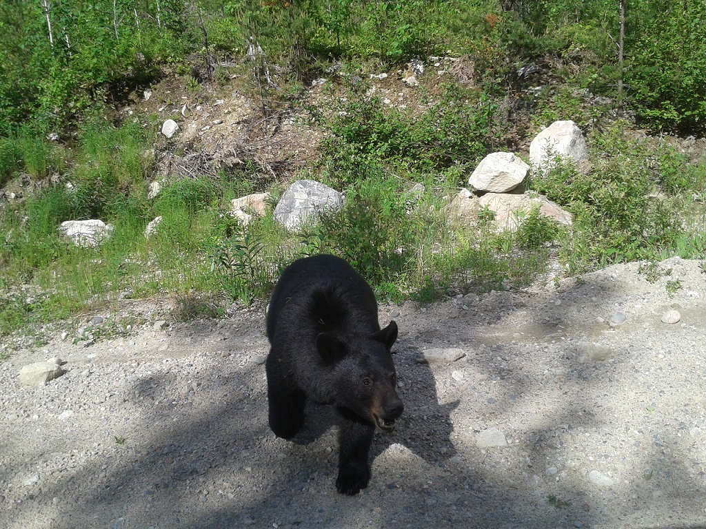 Black Bear in Chapleau Crown Game Preserve