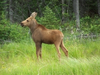 calf moose standing in grass
