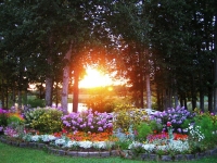 Sunset in peace park with flowers