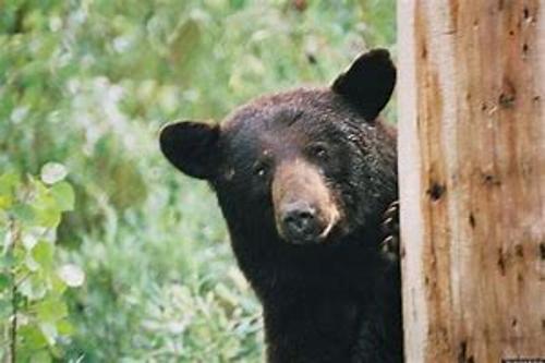Bear Bins / Conteneurs résistants aux ours